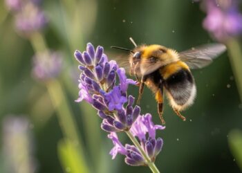 Plantas que afastam pragas e ao mesmo tempo atraem polinizadores