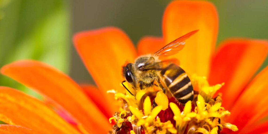 6 Plantas que espantam abelhas e vespas sem precisar de produtos químicos