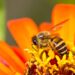 6 Plantas que espantam abelhas e vespas sem precisar de produtos químicos