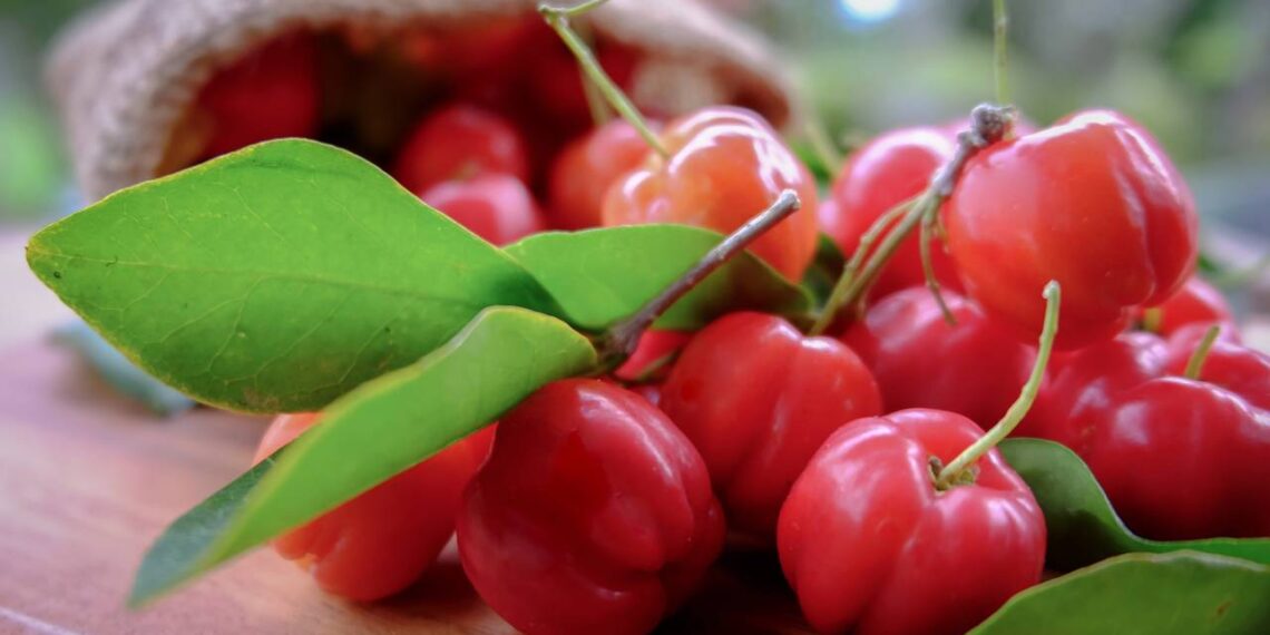 Como plantar acerola em casa e garantir vitamina C o ano todo