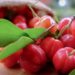 Como plantar acerola em casa e garantir vitamina C o ano todo