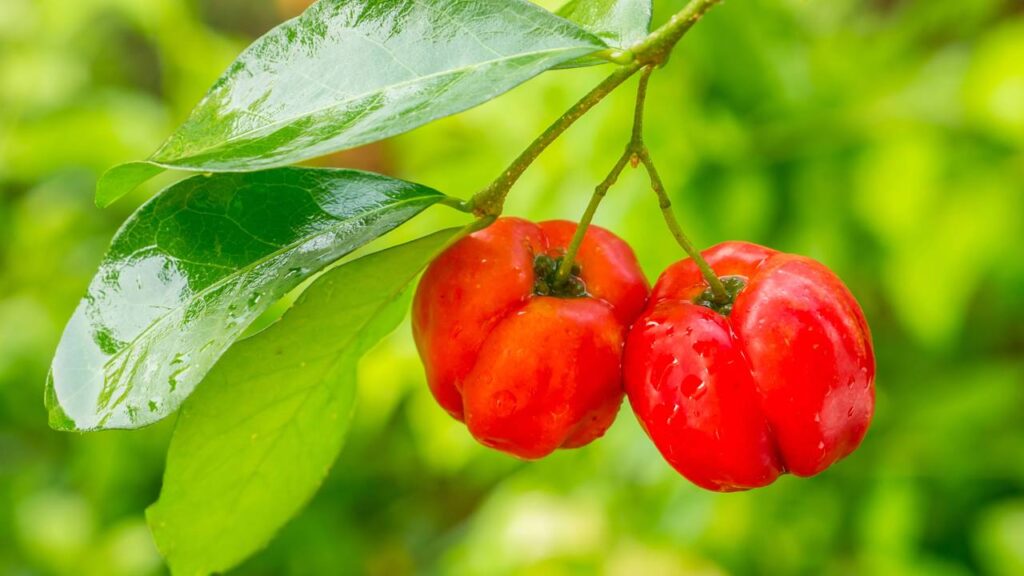 Como plantar acerola em casa e garantir vitamina C o ano todo