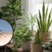 Afaste pernilongos com estas plantas em vaso fáceis de cuidar