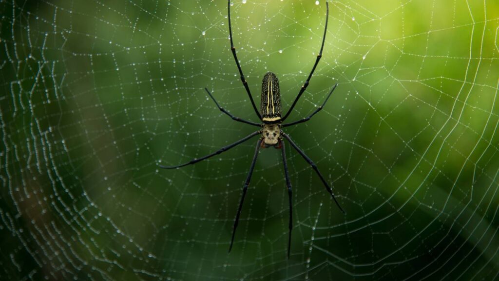 Truques para manter aranhas longe de casa antes que o calor as atraia mais