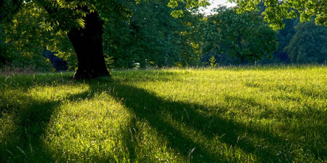 5 Árvores ideais para o jardim: crescem rápido, dão sombra e exigem pouca manutenção