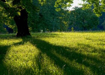5 Árvores ideais para o jardim: crescem rápido, dão sombra e exigem pouca manutenção