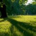 5 Árvores ideais para o jardim: crescem rápido, dão sombra e exigem pouca manutenção