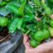 8 árvores frutíferas fáceis de cultivar no quintal e que produzem muito
