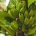 Tenha um cultivo abundante de banana com dicas de jardinagem que funcionam