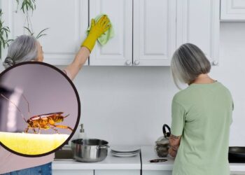 Como saber se há baratas escondidas na cozinha e o que fazer de imediato