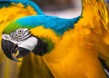 Os melhores e mais comuns nomes para aves legalizadas no Brasil