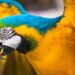 Os melhores e mais comuns nomes para aves legalizadas no Brasil