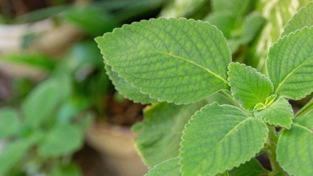 Esta folha natural elimina o desconforto no estômago rapidamente