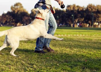 Como cansar seu cachorro dentro de casa com atividades simples que estimulam o corpo