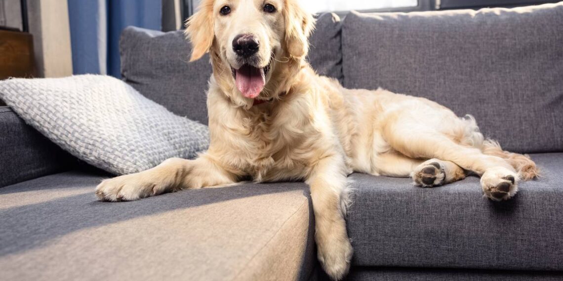 Tire o cheiro de cachorro do sofá sem precisar lavar