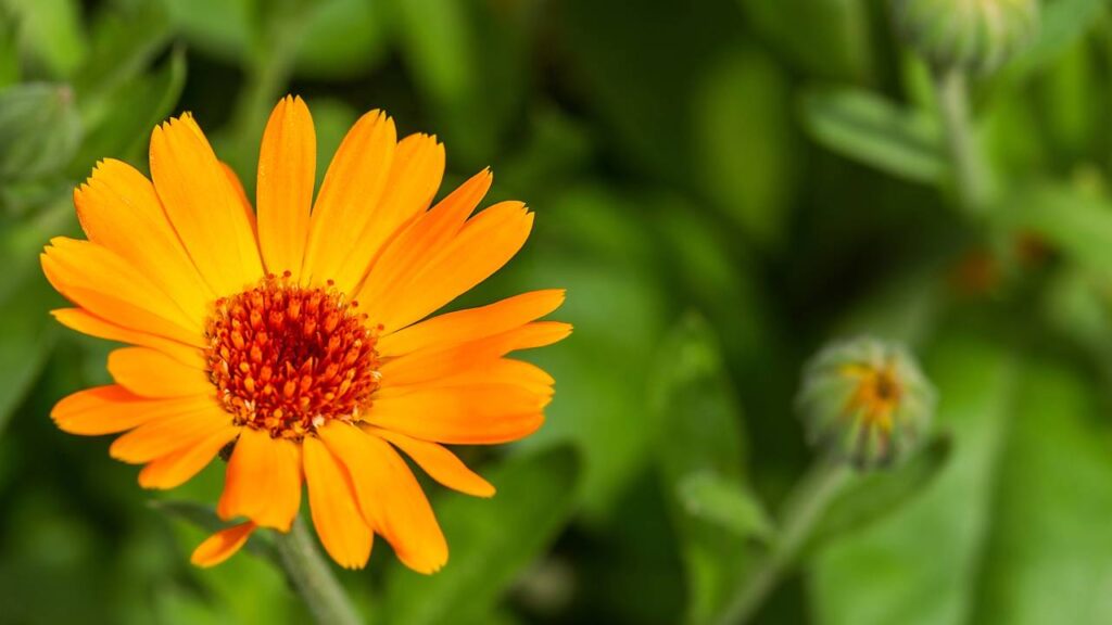 Plantas que afastam pragas e ao mesmo tempo atraem polinizadores