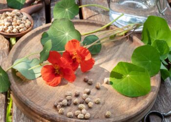 Esta planta é incrível para a saúde: rica em nutrientes e antioxidantes