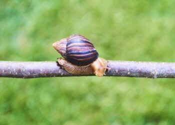 Plantas para espantar caramujos e lesmas da horta naturalmente