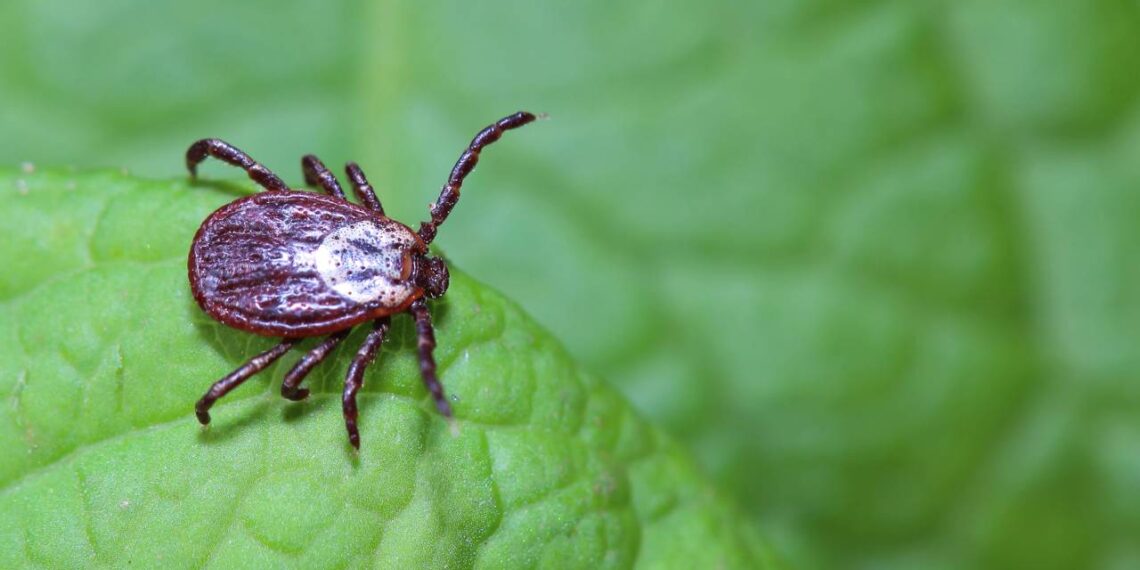 Os carrapatos podem se esconder nestes lugares dentro de casa mesmo sem animais por perto