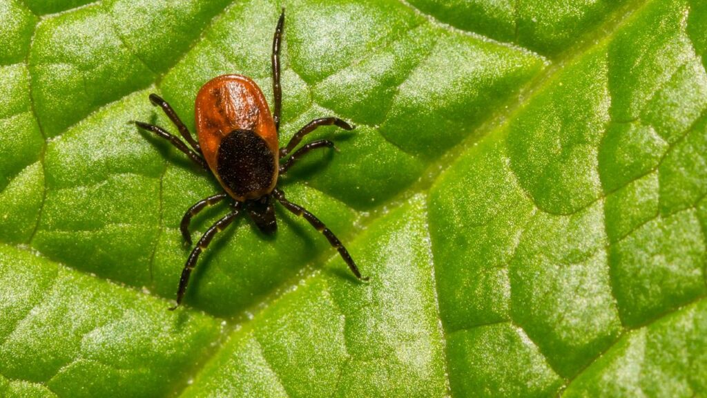 Dicas práticas para proteger seu pet dos carrapatos antes do auge do verão