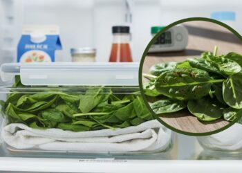 Como conservar folhas no calor extremo e evitar que murchem em 24 horas