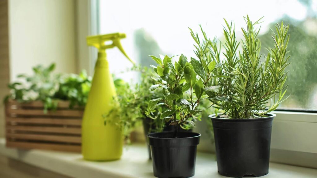 Ervas que quando cultivadas melhoram a concentração no trabalho