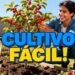 Fruto que cresce rápido: plante no quintal e colha logo