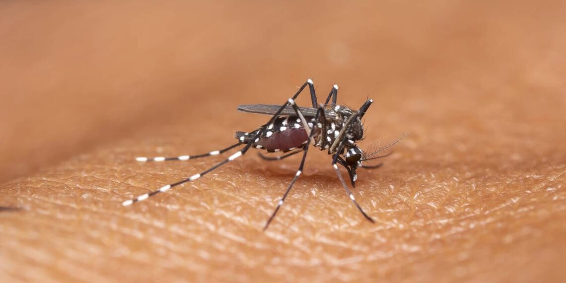 O checklist mais eficiente para manter sua casa livre da dengue
