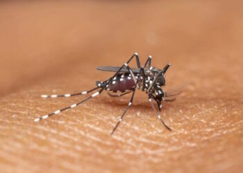 O checklist mais eficiente para manter sua casa livre da dengue