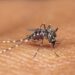 O checklist mais eficiente para manter sua casa livre da dengue