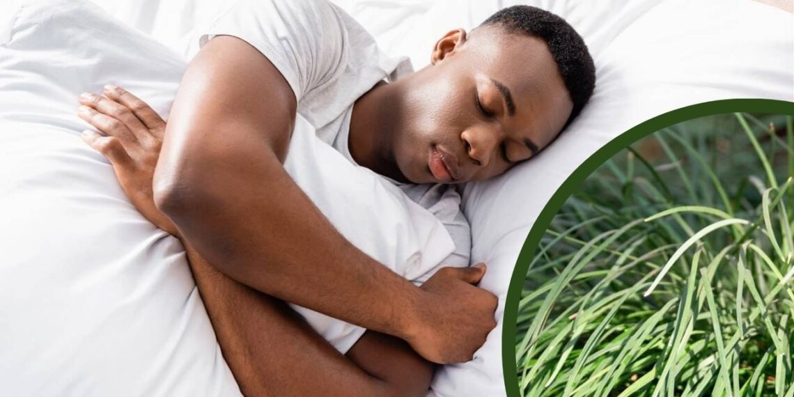 As ervas mais usadas para dormir melhor, segundo a ciência