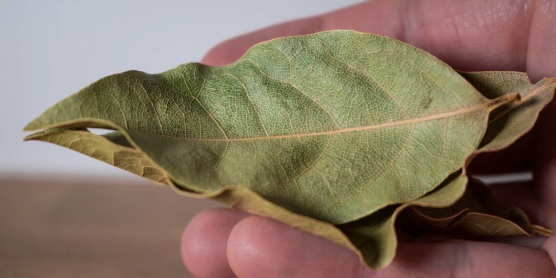 Basta uma folha para se livrar de baratas de forma natural
