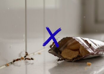 As plantas que espantam as formigas sem veneno e sem bagunça