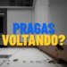 Por que as formigas e as baratas voltam mesmo depois da dedetização?