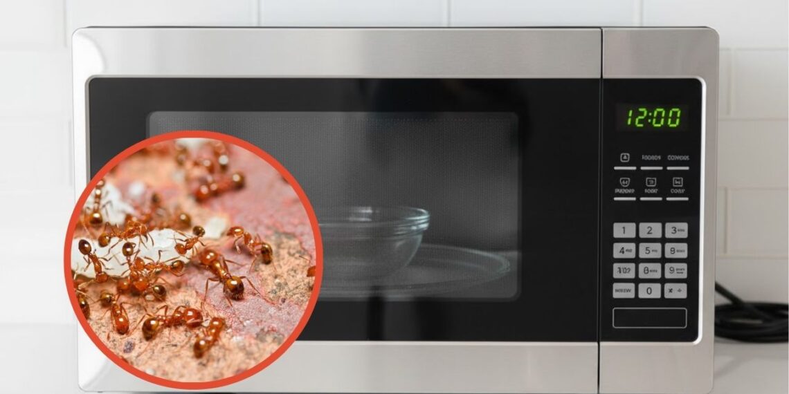 Aprenda como acabar com formigas no painel do micro-ondas