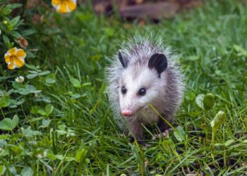 Como afastar gambás de casa com segurança e respeito aos próprios bichinhos