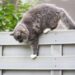 Dicas práticas para evitar que seu gato saia de casa sozinho