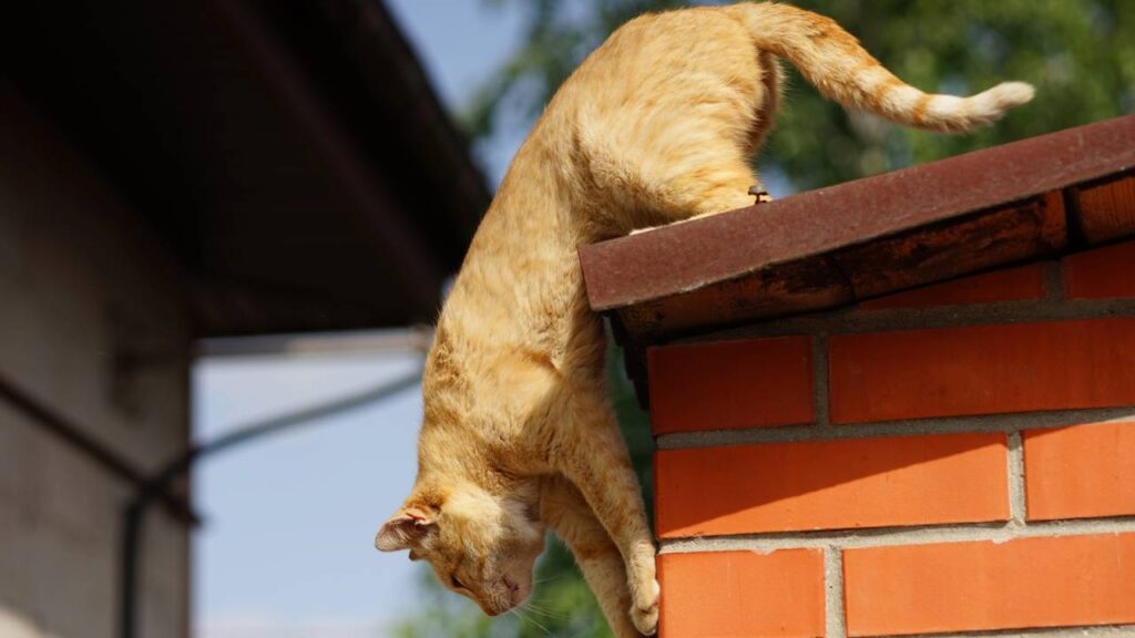 Dicas práticas para evitar que seu gato saia de casa sozinho