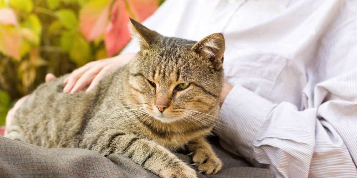 Os segredos para prolongar a vida do seu gato após os dez anos