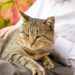 Os segredos para prolongar a vida do seu gato após os dez anos