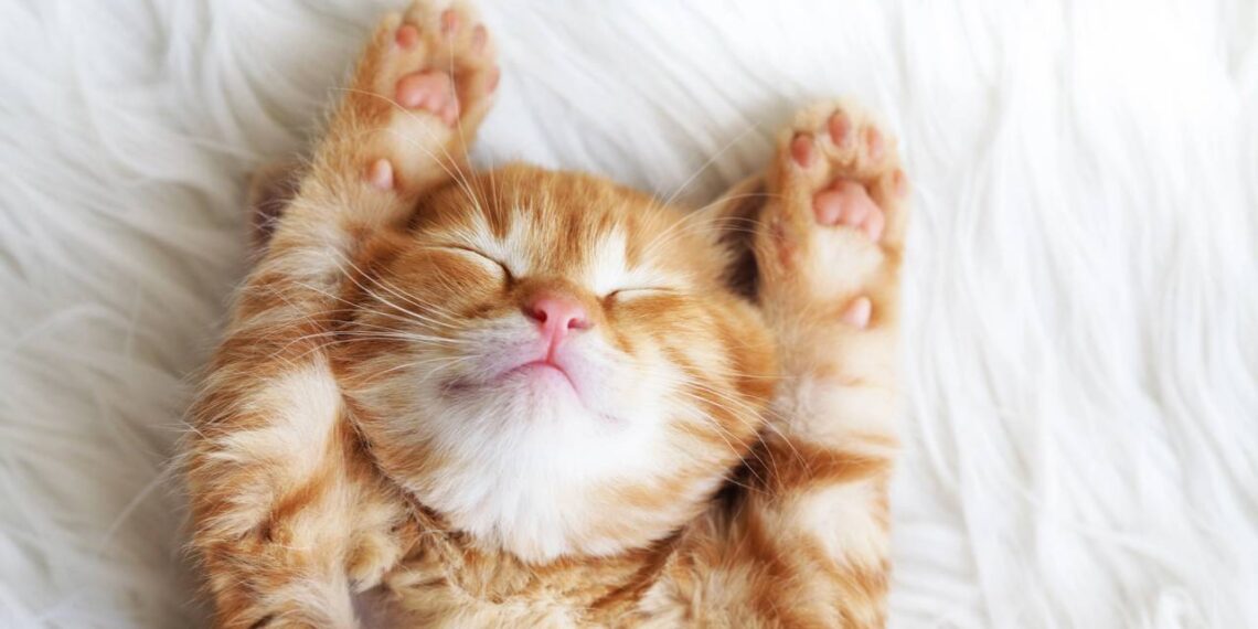 Saiu nova lista dos nomes de gatos famosos do cinema e da televisão para colocar no pet recém-chegado à família