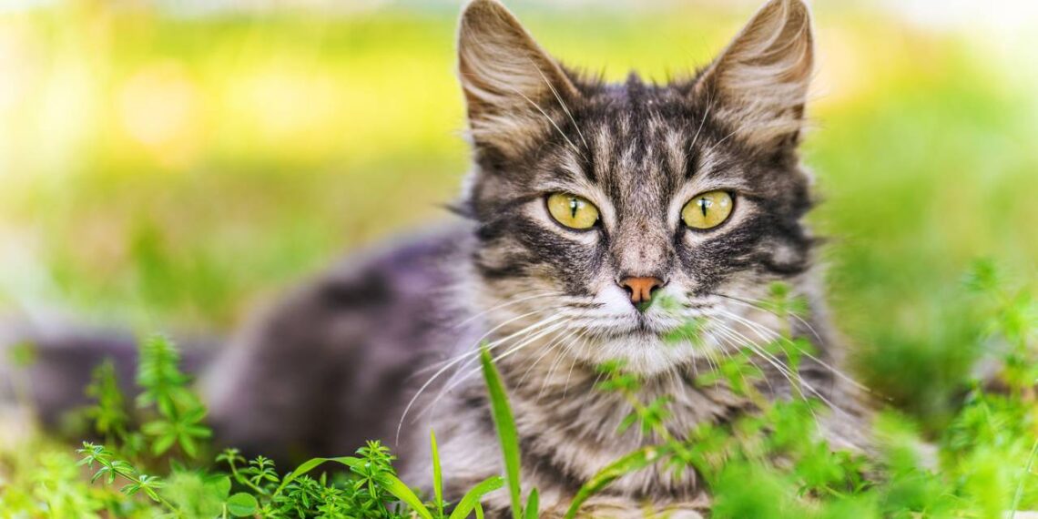 Gatos também sofrem em silêncio: sinais de dor que podem passar despercebidos