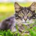 Gatos também sofrem em silêncio: sinais de dor que podem passar despercebidos