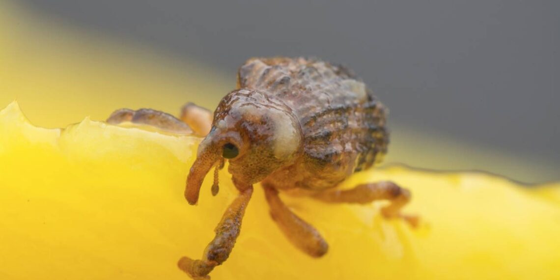Esse bicho misterioso nasce mesmo dentro do saco fechado de arroz e choca até cientistas