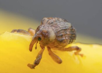 Esse bicho misterioso nasce mesmo dentro do saco fechado de arroz e choca até cientistas
