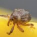 Esse bicho misterioso nasce mesmo dentro do saco fechado de arroz e choca até cientistas