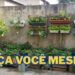 Fruta refrescante faz sucesso pelo sabor e pelo cultivo fácil dentro de casa