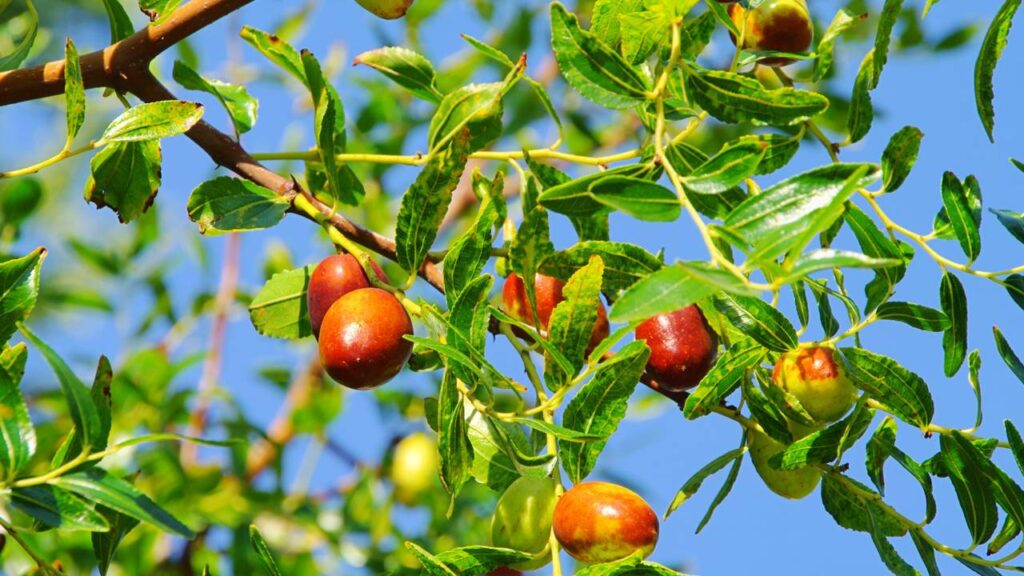 Frutas que crescem bem em clima quente e exigem pouca água