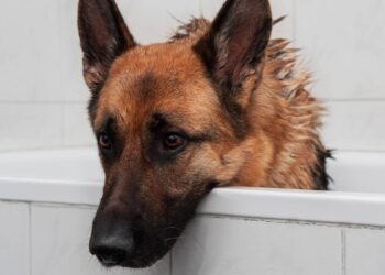 Você está limpando as orelhas do seu cachorro errado? Aprenda o jeito certo e evite a temida otite canina