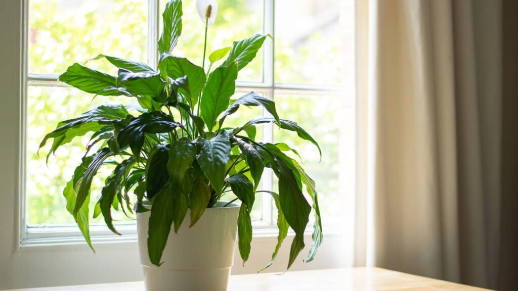 3 plantas que melhoram a circulação do ar no verão
